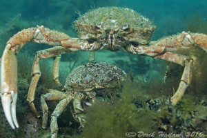 Spiny spider crabs. North Wales. D3, 60mm. by Derek Haslam 